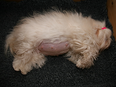 Kennel Miki Nanoq Smilla